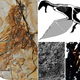 The fossil of Ambopteryx longibrachium (left), reconstruction of membranous wing (top right), and microscopic images showing melanosomes of the membranous wing (bottom right).